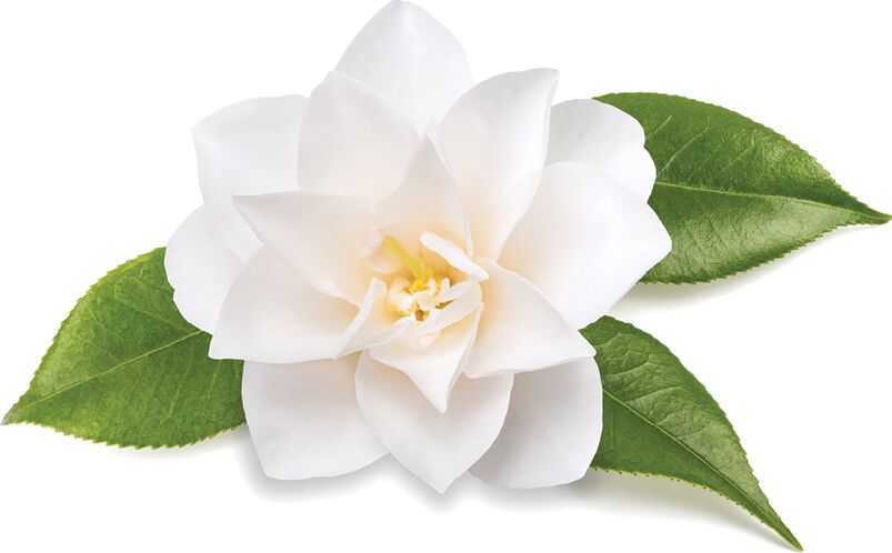 chinese camellia - tiwqn Inno Gialuron